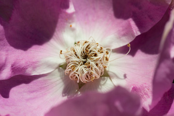 macro closeup of Rosa gallica with purple white flower head