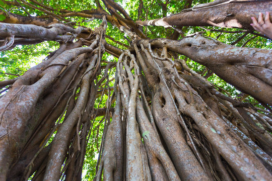 sacred tree in the jungle. India. Goa