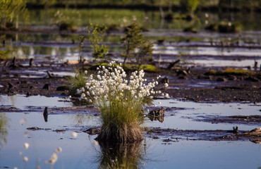 Cottongrass growing in a natural swamp habitat. Grass clumps in the weltalnds on Latvia, Northern Europe.