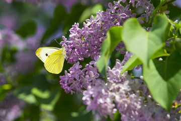 bright yellow butterfly on lilac flowers. common brimstone