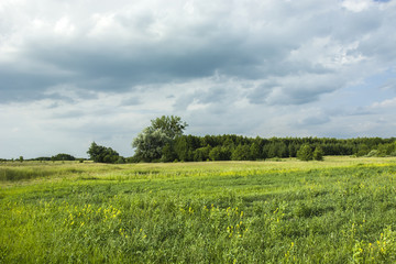 Yellow flowers on a large meadow near the forest and dark rainy clouds