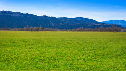 cereal fields green sprouts as meadows in Spain