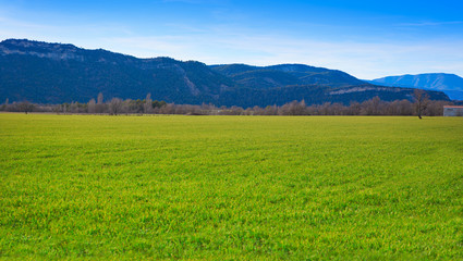 cereal fields green sprouts as meadows in Spain