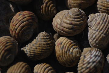 Shells on the beach, Bahamas