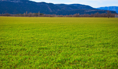 Fototapeta premium cereal fields green sprouts as meadows in Spain