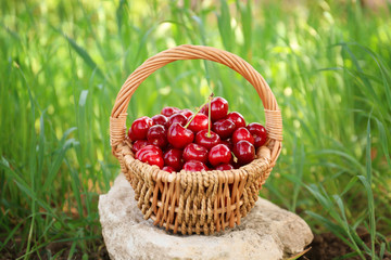 Wicker basket with sweet ripe cherries outdoors