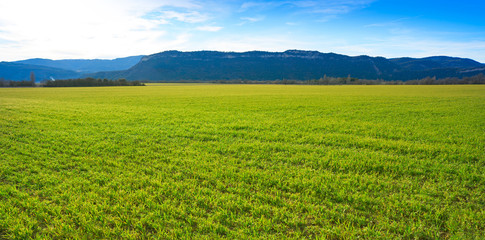 cereal fields green sprouts as meadows in Spain
