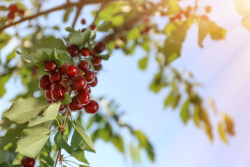 Obraz premium Branch with cherry berries in garden on sunny day