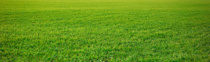 cereal fields green sprouts as meadows Spain