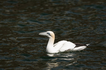 Northeern gannet (Morus bassanus) swimming on water