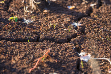 A dry peat on a floor of swamp. Brown peat in a natural environment in Latvia, northern Europe.