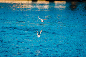 Fototapeta na wymiar Sea gulls flying over the river in Grand Rapids Michigan