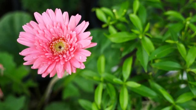 The Pink Gerbera Blooming  after Rain , Holding Camera by Hand