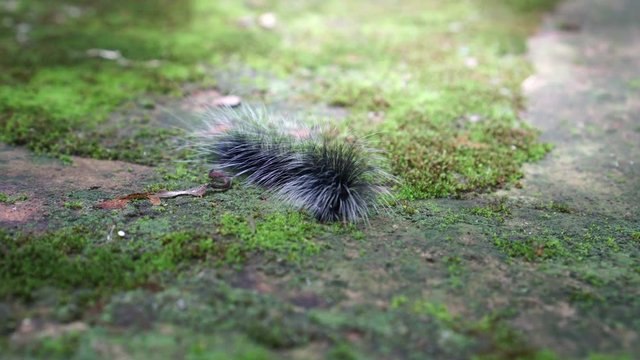 Black hairy caterpillar crawling in humid forest, itchy insect