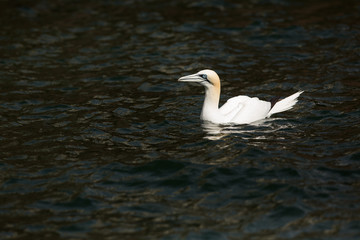 Northeern gannet (Morus bassanus) swimming on water