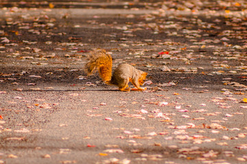 squirrel looking for food on a path in Riverside Park Grand Rapids Michigan