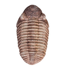 The fossil of trilobite on white background,isolated