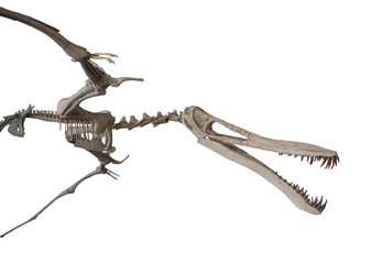 The pterodactylus skeleton on white, isolated