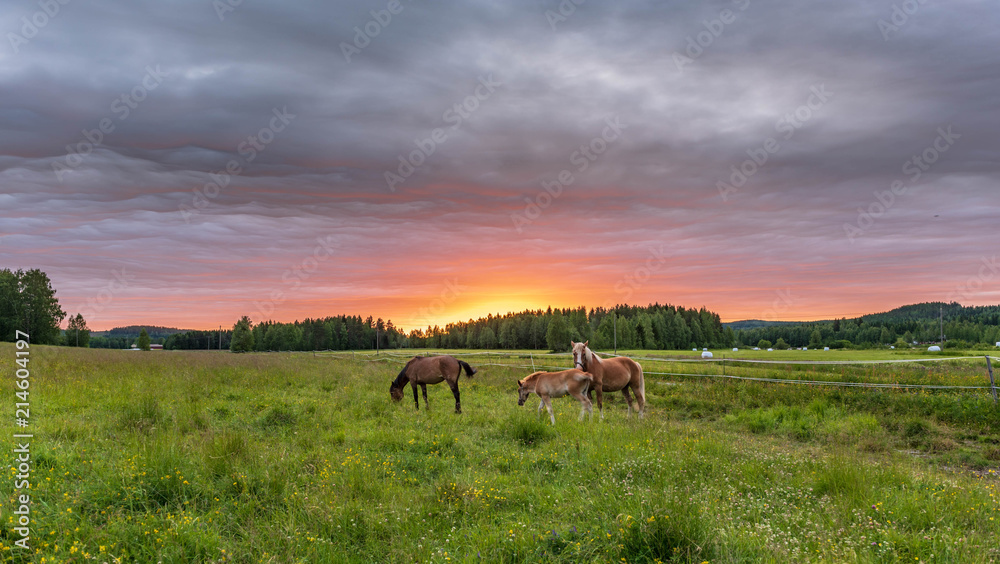 Wall mural three horses at sunset