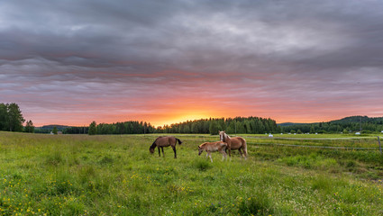 Three horses at sunset