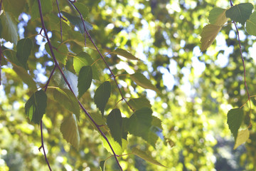Birch leaves