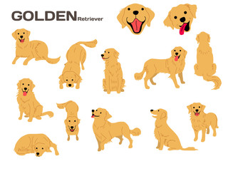 golden retriever,dog in action,happy dog - obrazy, fototapety, plakaty