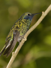 Fototapeta na wymiar green hummingbird