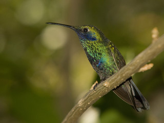 green hummingbird