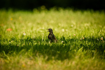 A beautiful adurl common starling feeding in the grass before migration. Sturnus vulgaris. Adult bird in park in Latvia, Northern Europe. Shallow depth of field.