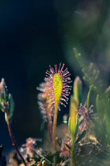 Beautiful small sundews growing in a natural swamp habitat. Spring sceney of wetlands flora in Latvia, Northern Europe.