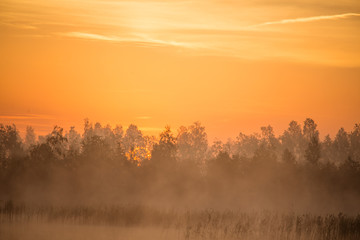A beautiful, colorful landscape of a misty swamp during the sunrise. Atmospheric, tranquil wetland scenery with sun in Latvia, Northern Europe.