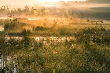 A beautiful swamp landscape during the sunrise in an early spring morning in Latvia, Northern Europe.