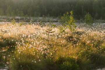 A beautiful swamp landscape full of cottongrass flowers in morning. Spring scenery of wetlands in Latvia, Northern Europe.