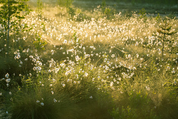 A beautiful swamp landscape full of cottongrass flowers in morning. Spring scenery of wetlands in Latvia, Northern Europe.