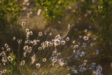 A beautiful swamp landscape full of cottongrass flowers in morning. Spring scenery of wetlands in Latvia, Northern Europe.