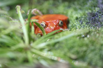 Red frog (tomato frog) with big yellow eyes sits in the green grass
