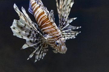 Fototapeta na wymiar Red lionfish aquarium fish, a venomous coral reef fish
