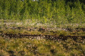 A beautiful swamp landscape full of cottongrass flowers in morning. Spring scenery of wetlands in Latvia, Northern Europe.
