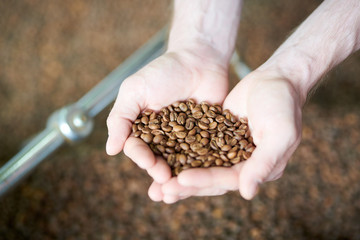 Top view of hands holding handful of freshly roasted coffee beans over roasting machine, background