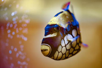 Tropical Aquarium Clown Triggerfish fish