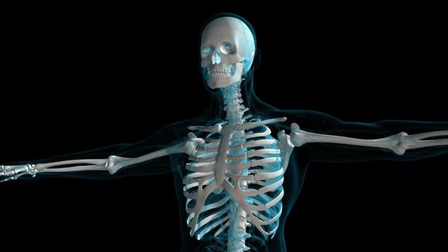 Human anatomy. The anatomical model of a human skeleton is rotated around its axis on black background. Loop animation. 4K 