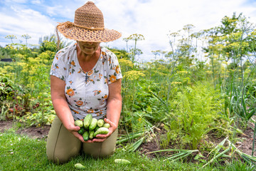 Woman in the garden with cucumbers harvested on vegetable farm, organic produce, harvest of vegetables by local farmers
