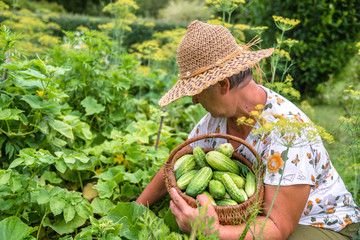 Local farmer harvesting produce in the garden - woman picking cucumbers in organic vegetable farm