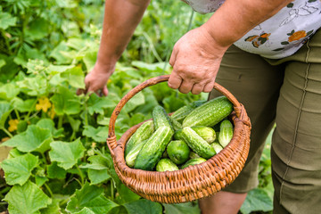 Farmer on field picking cucumbers, organic vegetable garden, harvest in summer