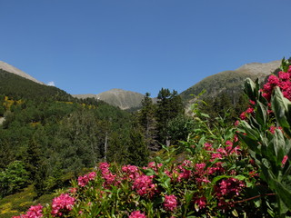 sentier de montagne avec fleurs jaunes et rouges