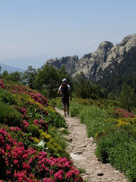 Randonneur sur le sentier dans les genets jaunes et les rhododendrons
