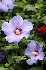 Fototapeta premium Hibiskus-Blüte in Blau, Makro