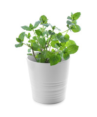 Green mint in pot on white background