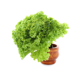 Green lettuce in pot on white background