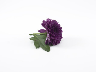 Purple chrysanthemum on a isolated white background.